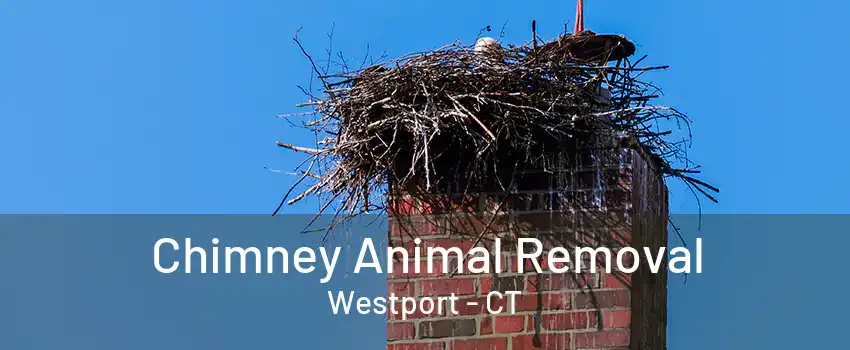 Chimney Animal Removal Westport - CT