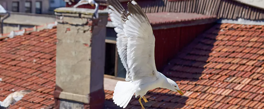 Residential Chimney Animal Removal Solution in Westport, CT